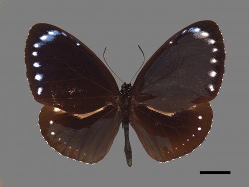 Euploea tulliolus koxinga[小紫斑蝶][00026750]