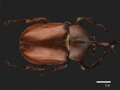 Allomyrina dichotomus[獨角仙][00049477]