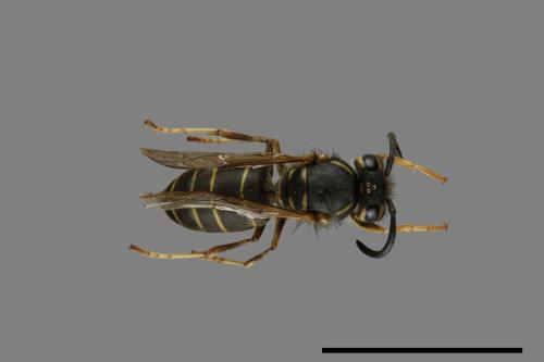 Vespula flaviceps[細黃胡蜂][00073288]