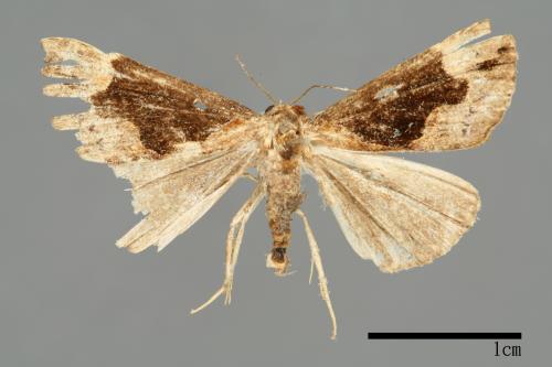 <已分類>Genus：Hypena[00009840]