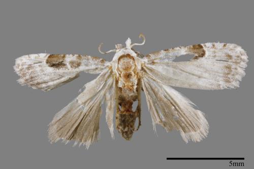 <已分類>Family：Noctuidae[夜蛾科][00011924]
