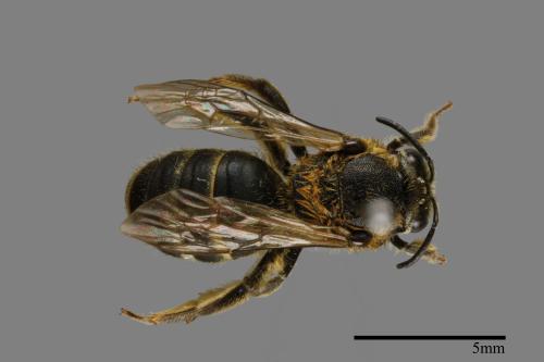 <已分類>Family：Halictidae[隧蜂科][00072405]