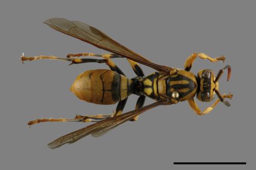 Polistes rothneyi[黃長腳蜂][00119359]