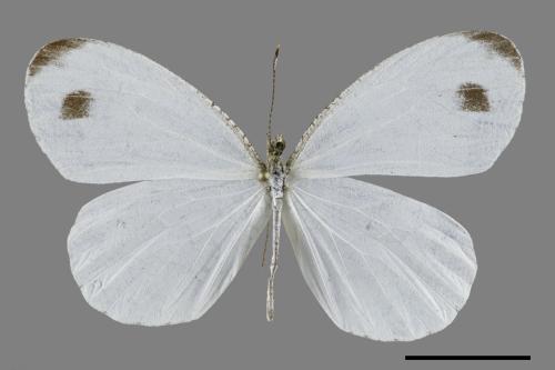 Leptosia nina niobe[黑點粉蝶][00093739]