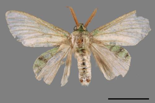 Stauropus takamukuana[綠蟻舟蛾][00044827]