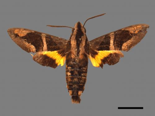 Macroglossum mitchellii imperator[背帶長喙天蛾][00024883]