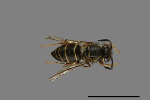 Vespula flaviceps[細黃胡蜂][00073329]