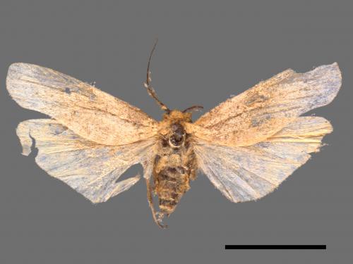 Eilema usuguronis[黃邊土苔蛾][00051764]