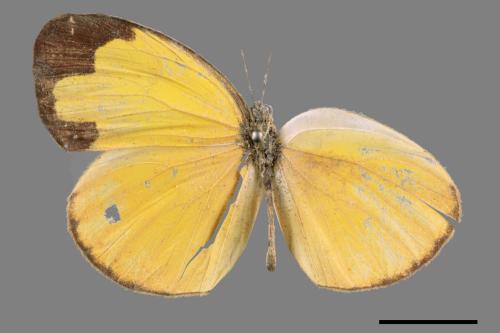 Eurema hecabe hobsoni[荷氏黃蝶][00013960]