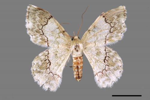 Pingasa ruginaria pacifica[基黃粉尺蛾][00069556]