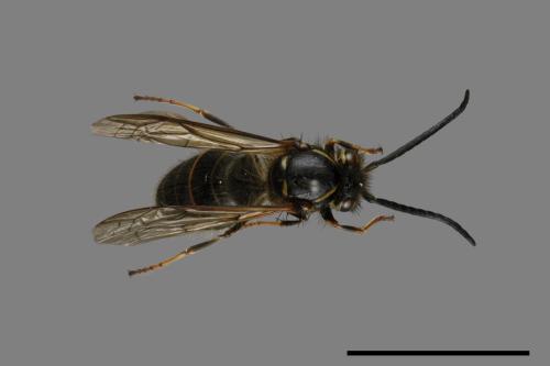Vespula flaviceps[細黃胡蜂][00073015]
