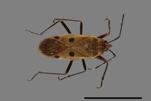 Physopelta quadriguttata[00026228]
