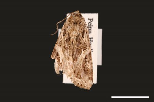 Spodoptera litura[斜紋夜蛾][00002821]