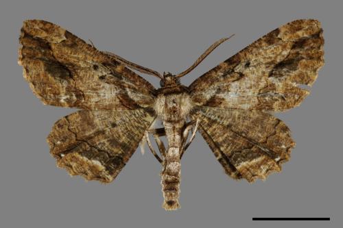 Menophra anaplagiata[茶褐耳尺蛾][00095103]