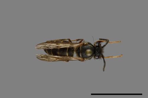 Vespula flaviceps[細黃胡蜂][00073011]