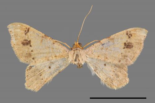 Macaria abydata[雙前斑尾尺蛾][00069604]