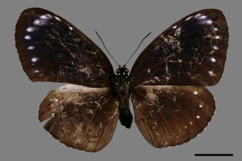 Euploea tulliolus koxinga[小紫斑蝶][00090813]