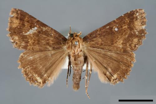 Hypersypnoides punctosa[粉點朋閃夜蛾][00006172]