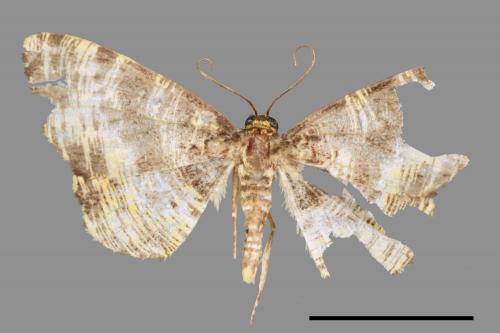 Monocerotesa virgata[刮紋尺蛾][00087374]