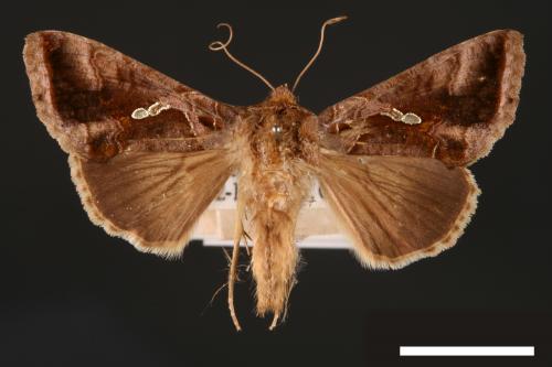 Chrysodeixis eriosoma[南方錁夜蛾][00003466]