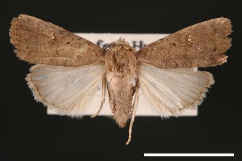 Athetis cognata[00003210]