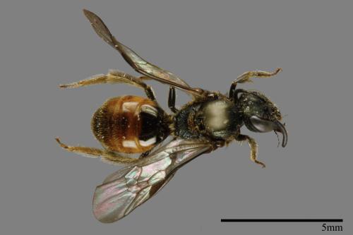 <已分類>Family：Halictidae[隧蜂科][00081439]