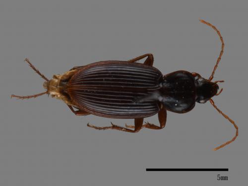 <已分類>Family：Carabidae[步行蟲科][00083016]