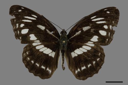 Limenitis sulpitia tricula[臺灣星三線蝶][00094012]