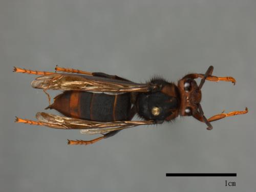 Vespa velutina[黃腳虎頭蜂][00098810]