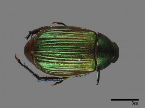 Anomala aulacoides[藍帶條金龜][00084263]