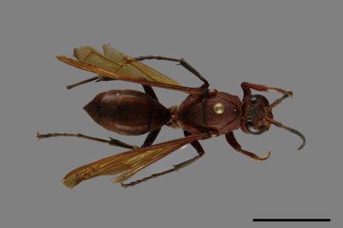 Polistes tenebricosus[赭褐長腳蜂][00119294]