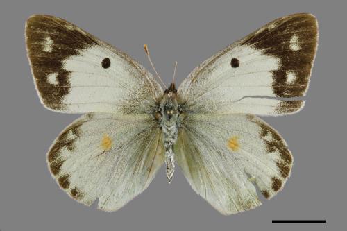 Colias erate formosana[黃紋粉蝶][00093871]