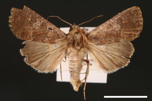Condica illecta[大耳紋夜蛾][00003105]