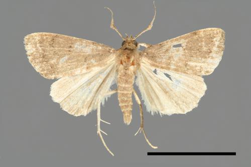 <已分類>Family：Noctuidae[夜蛾科][00011111]
