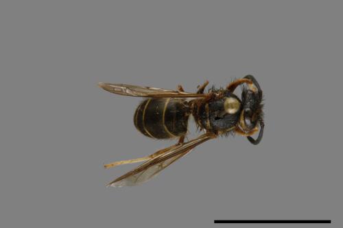 Vespula flaviceps[細黃胡蜂][00072966]