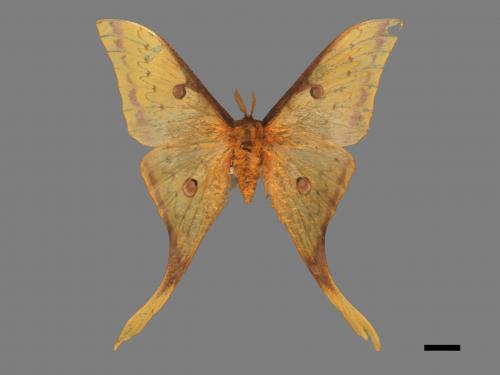 Actias heterogyna subaurea[台灣長尾水青蛾][00016373]