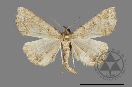 <已分類>Order：Lepidoptera[鱗翅目][00172650]