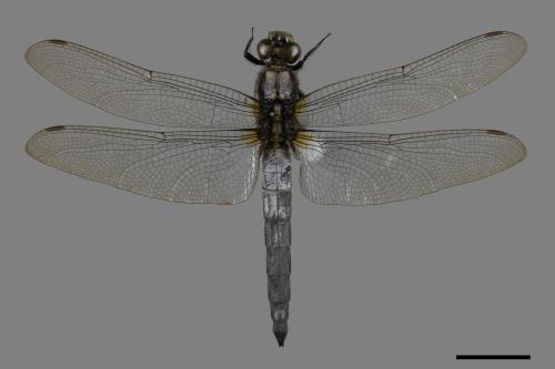 Orthetrum japonicum internum[扶桑蜻蜓][00087107]