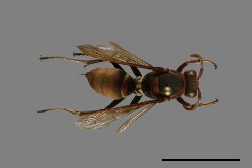 Polistes huisunensis[00074440]