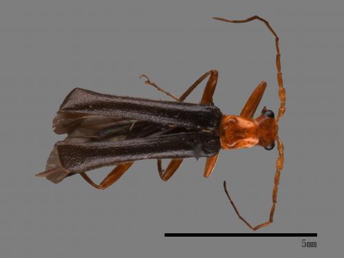 <已分類>Family：Cantharidae[菊虎科][00084410]