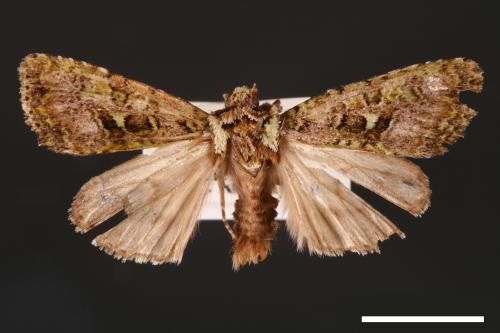 Euplexidia pallidivirens[00001916]