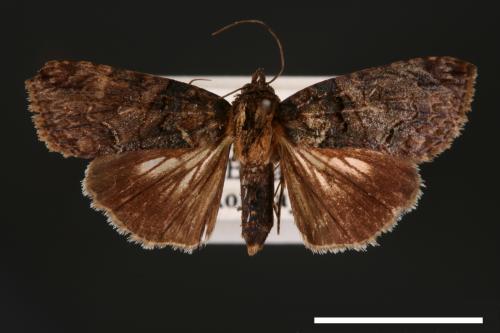 Lophoptera hemithyris[00003895]