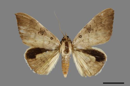 Oxyodes scrobiculata[佩夜蛾][00005904]