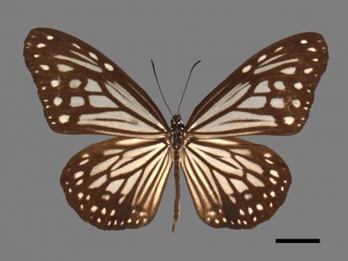 Parantica aglea maghaba[姬小紋青斑蝶][00027373]