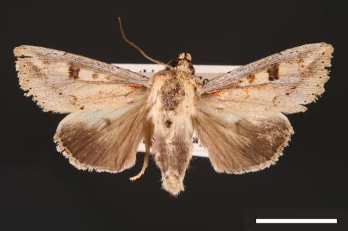 Mythimna albomarginata rubea[白緣秘夜蛾][00001511]