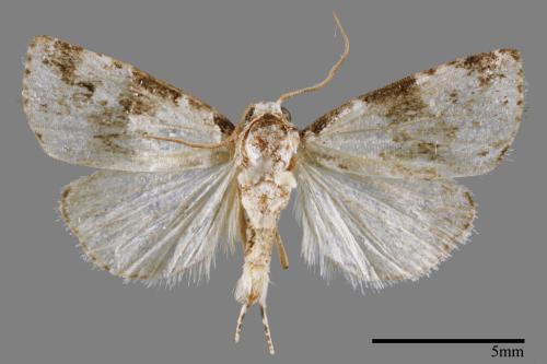 Maliattha signifera[00009343]
