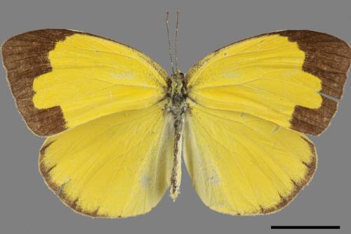 Eurema hecabe hobsoni[荷氏黃蝶][00014447]