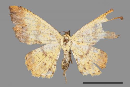 Lophobates inchoata[褐緣黃尺蛾][00088420]
