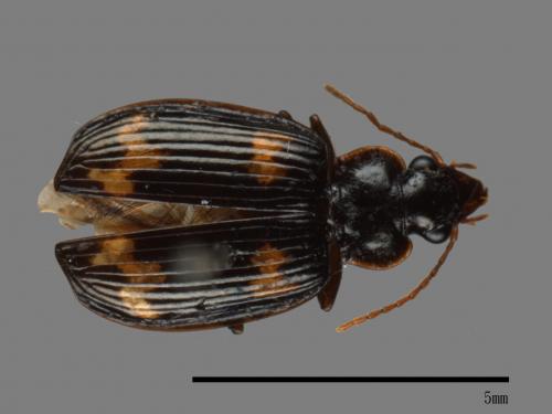 <已分類>Family：Carabidae[步行蟲科][00040472]