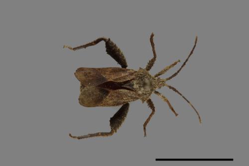 Acanthocoris scaber[瘤緣蝽][00075307]